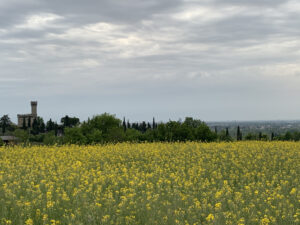 Colline di Ozzano
